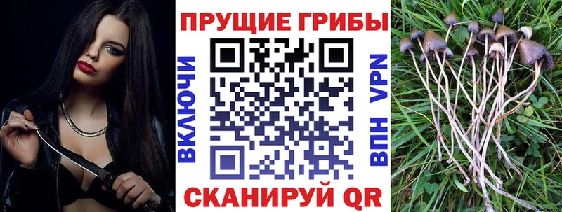 наркотики  Рязань  Псилоцибиновые грибы Psilocybe 